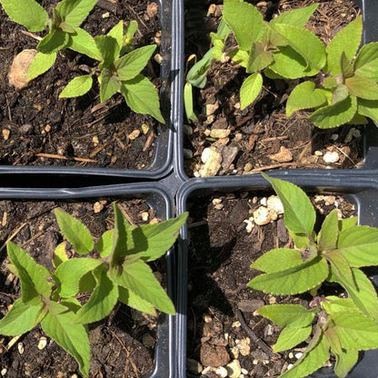Organic Pineapple Sage Plant (Salvia elegans) in 2.5 inch Pot - Attracts Butterflies and Hummingbirds
