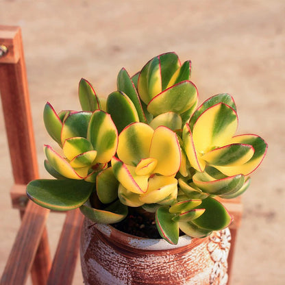 Golden Jade with White Stripe Pot, Live Crassula Ovata 'Hummel Sunset' Succulent, Rare Cute Plant, Home Office Décor