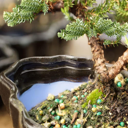 Brussel's Bonsai Brussel's Green Mound Juniper Bonsai in Zen Reflections Pot, SMALL