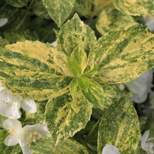 Illuminati Sparks™ Mock Orange - Philadelphus - Proven Winners - 4" Pot