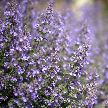 Clovers Garden Catmint (Nepeta) Plants – Two (2) Live Plants – Non-GMO - Not Seeds - Each 4" to 8" Tall – in 4" Inch Pots – Natural Mosquito Plant - Hardy Flowering Perennial Herb, Pollinator Favorite