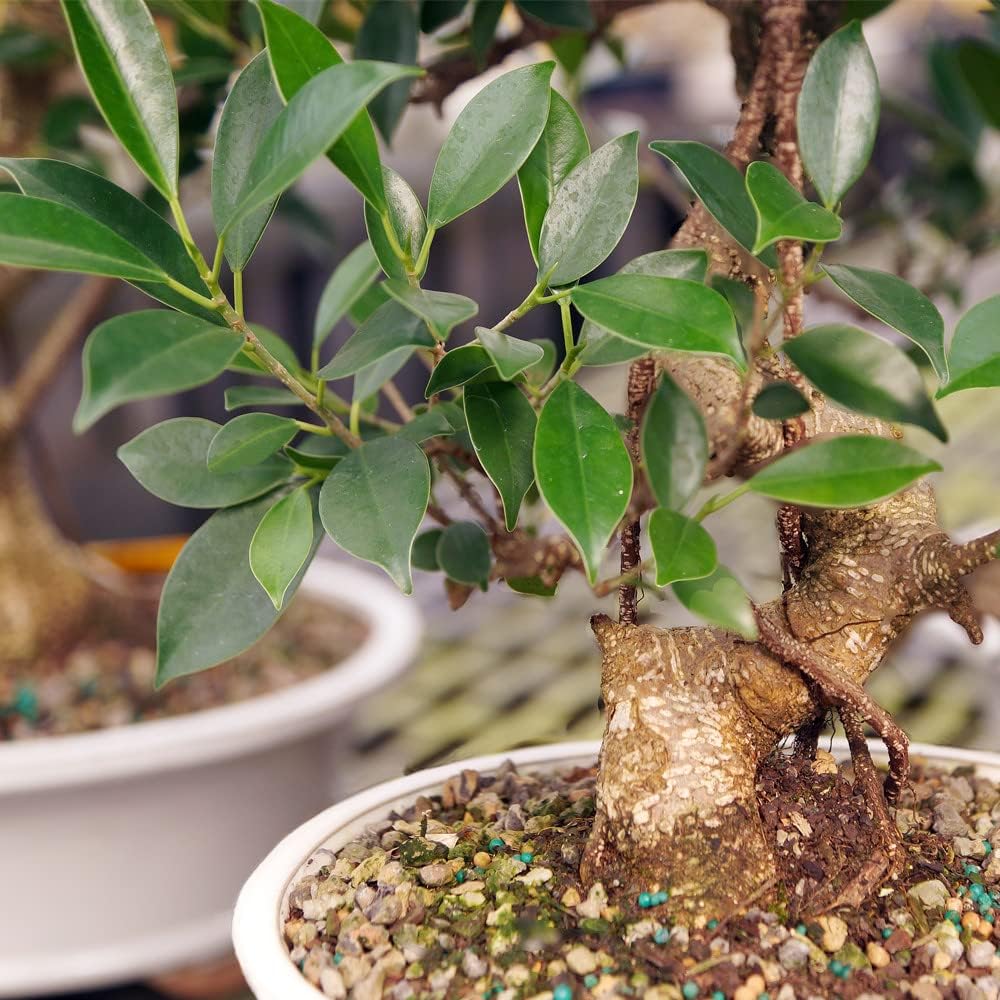 Brussel's Bonsai Live Golden Gate Ficus Indoor Bonsai Tree - Large, 10 Years, 16 to 20 In - Live Bonsai Tree in Ceramic Bonsai Pot