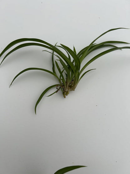6 Pack Spider Plant Babies ~ Collectors Pack 6 Varieties ~ Airplane, Reverse, Hawaiian, Bonnie Curly, OG Green, Green Ocean - Live Starter Plants ~ Air Purifying, Low Maintenance, Easy Houseplant