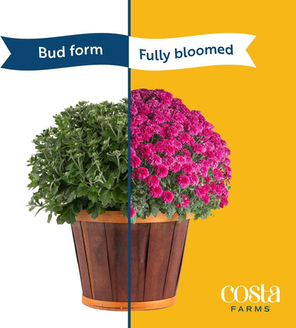 Costa Farms Live Flowering Yellow Mums (Pack of 4), Mini Chrysanthemum Houseplant, Full Bloom Plant Delivery, Potted in Grower Pot, 11-Inches Tall