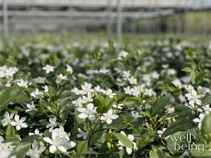 Nature's Way Farms Jasmine Asian Snow Live Plant (25-30 in. Tall) in Grower Pot