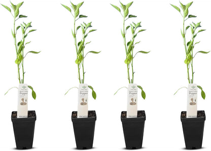 Premium Black Cobra Pepper (Capsicum Annuum) - Rare & Exotic Hot Chili Pepper, Perfect for Home Gardening and Gourmet Cooking (4 bkcbr pep Cups)