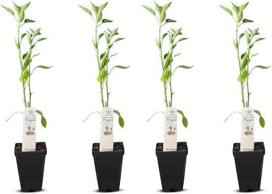 Premium Black Cobra Pepper (Capsicum Annuum) - Rare & Exotic Hot Chili Pepper, Perfect for Home Gardening and Gourmet Cooking (4 bkcbr pep Cups)