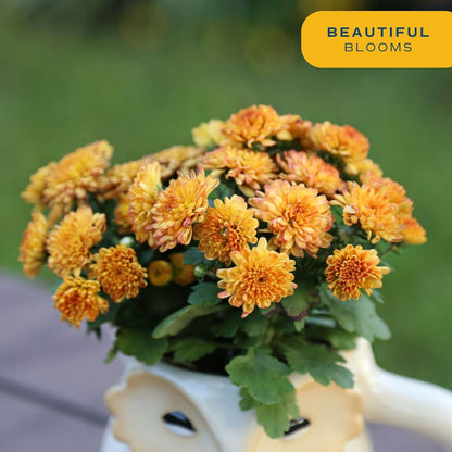 Costa Farms Live Flowering Plants, Orange Mums (Pack of 8), Mini Chrysanthemum Houseplants, Ships in Bud Form, Potted in Grower Pot, 11-Inches Tall