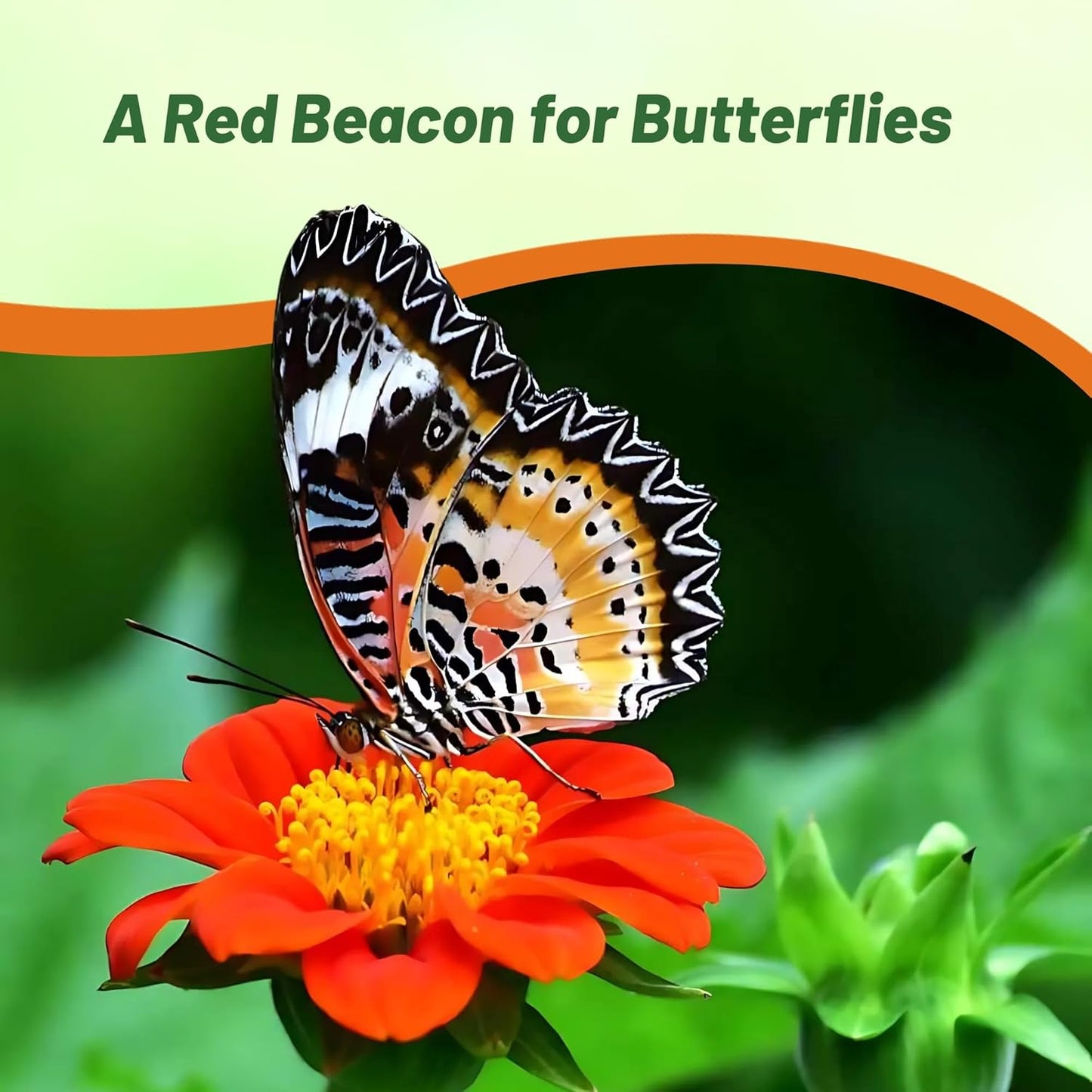Outsidepride Red Torch Mexican Sunflower Seeds - 1000 Seeds Annual Tithonia, Fast-Growing, Heat & Drought-Tolerant Flower Seeds for Pollinator Gardens, Landscapes, & Flower Arrangements (AAS Winner)