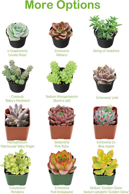 Live Succulent Plants Aeonium 'Dark Sea', Easy Care Potted Succulents, Approx 4" D x 8" H, Indoor Houseplant, Unique Gifts, Home Office Décor