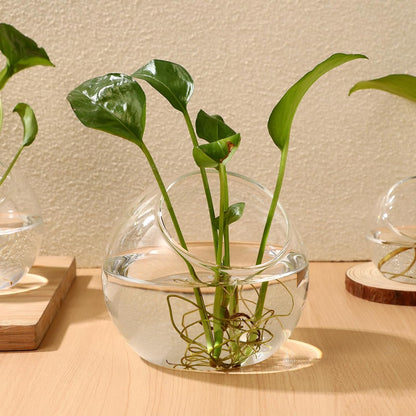 Mipcase 3 Pcs Plant Terrarium Plant Holder Terrarium Air Plant, 3 Round Glass Vase for Succulents, Clear Bubble Planter for Home Decor, Oblique Opening Glass Bowls Succulent Orbs Mini Tank