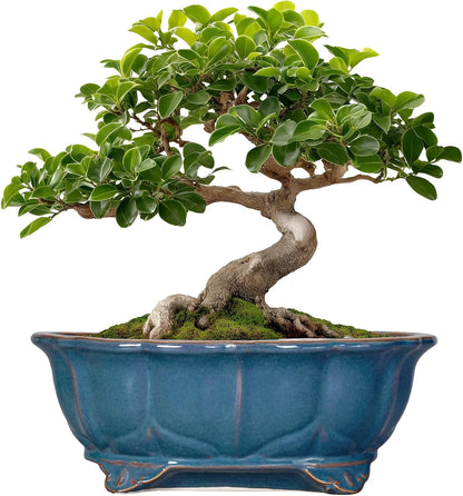 Bonsai Tree Pot - 11 Inch Ceramic Succulent Pots, Bonsai Planter for Indoor Outdoor, Decorative Plant Pot with Drainage Hole, Oval Flower Pot, Home Garden Decor, Garden Gifts, Retro Blue