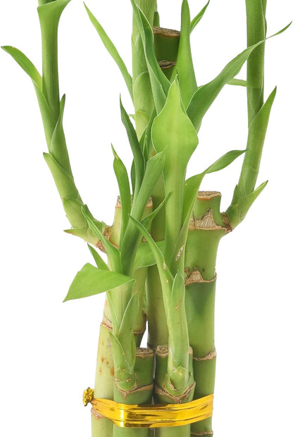 5-Stem Lucky Bamboo, Live Indoor Plant in Contour II Ceramic Planter for Home, Work, or Gift, Black ***Cannot Ship to Hawaii***
