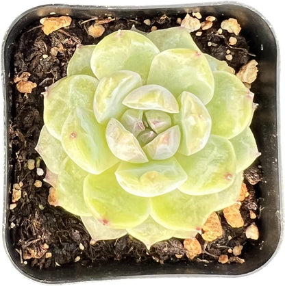 Sprout N Green Echeveria 'ICY Laui' Sugar Heart, Rare Live Succulent Plant Fully Rooted in 2" Planter with Soil, Home Office Indoor Outdoor Wedding Decoration DIY Projects Party Favor