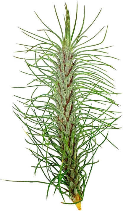 Air Plants - Colombian Tillandsia Funckiana, Large 5" - 3ct - Live Arrival Guaranteed - House Plants for Home Decor & Gift