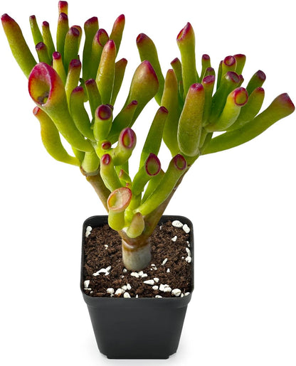Sprout N Green Gollum Jade - Crassula Ovata Gollum, Rare Cute Succulent Plant Fully Rooted in 2" Pot