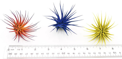 Dyed Tillandsia Ionantha Guatemala Enhanced Colored Colorful Air Plant Live Easy Care Indoor Outdoor Home Decor Gift Airplant by Awesome Industries Live Arrival Guaranteed (Black)