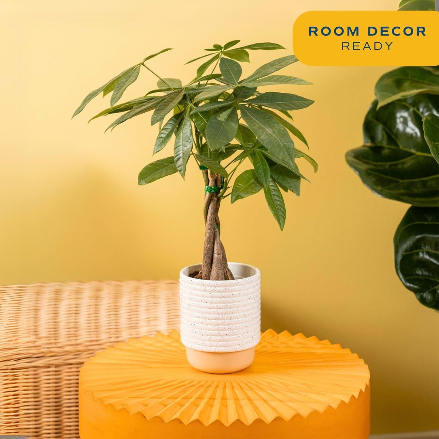 Costa Farms Money Tree Live Plant | 12-16 Inches Tall Bonsai | Easy to Grow Indoor Houseplant in Plant Pot | Home, Office, or Room Decor | Birthday, Housewarming Gift