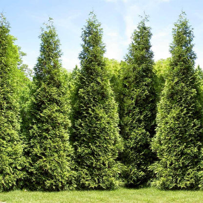 Brighter Blooms - Junior Giant Thuja Tree, 3-4 ft. - No Shipping to AZ