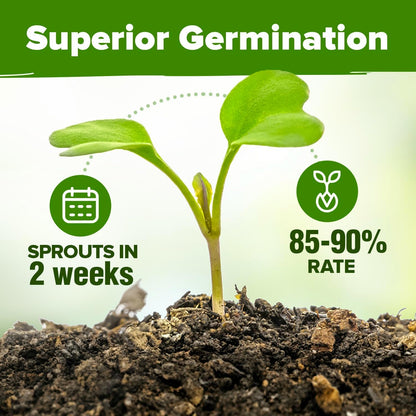 HOME GROWN 5 Herb Seeds for Planting 2,150+ Non-GMO Heirloom Seeds | Extra Large Variety Pack Herb Kit – Indoor Outdoor & Hydroponic | Culinary Seed Set | Grow Your Own Herbs | Gift for Beginners
