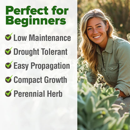 HOME GROWN 𝗨𝗦𝗔 𝗣𝗥𝗘𝗠𝗜𝗨𝗠 White Sage Seeds 323 Pack 𝗡𝗢𝗡-𝗚𝗠𝗢 Heirloom Seeds - Grow Aromatic Sage Plants for Your Herb Seeds Garden with Sage for Planting Outdoor or Indoor (Salvia apiana)