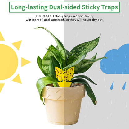 LULUCATCH Fruit Fly Sticky Traps 12 Pcs, Yellow Sticky Trap, Non-Toxic Gnat Traps Insect Catcher, Super Sticky Fly Traps for Indoor Outdoor Kitchen White Flies Mosquitos Fungus Gnats Flying Insects