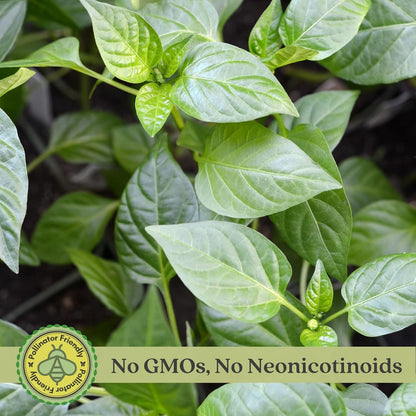 Clovers Garden Serrano Pepper Plants– Two (2) Live Plants – Non-GMO - Not Seeds - Each 4" to 8" Tall – in 4" Inch Pots – 20K SHU, Small Fruits