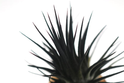 Live Extra Large Tillandsia Ionantha Guatemala Colorful Air Plant 3+ inch Enhanced Color Easy Care Indoor Outdoor Home Decor Gift Airplant by Awesome Industries (Black XL)