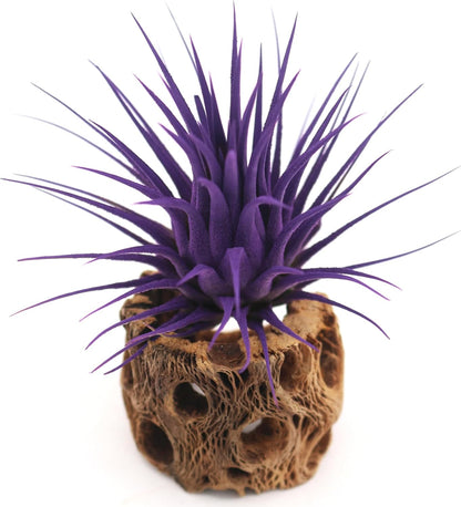 Live Extra Large Tillandsia Ionantha Guatemala Colorful Air Plant 3+ inch Enhanced Color Easy Care Indoor Outdoor Home Decor Gift Airplant by Awesome Industries (Purple XL)