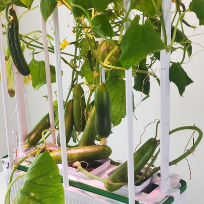 Large Hydroponics Growing System kit with Trellis,Smart Indoor Hydroponic Gardening System with LED Grow Light, Indoor Hydroponic Grow Kit for Tomato,Pepper,Cucumbers(7L,Pump)