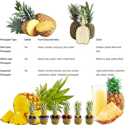 Pineapple Plant Live, Elite Gold Pineapple Tree Shrub Bush, Starter Plant 4-7 Inches Tall, Outdoor Growing, No Pot, Sweet Flavor