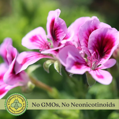 Clovers Garden Mosquito Trio Nine (9) Mosquito Repellent Live Plants – Non-GMO - Each 4" to 8" Tall – in 4" Inch Pots - Includes Citronella Geranium, Lemongrass, Lantana Plants (3 of Each)