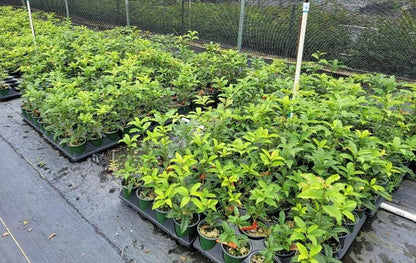 Orange Fragrant Tea Olive - Live Plants - (1 QT)