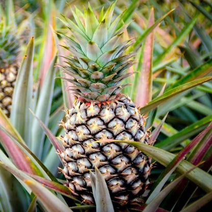 3 Sugarloaf Pineapple Plants Live, 5-9 Inch Tall, Tropical Pineapple Fruit Tree Seedlings for Planting