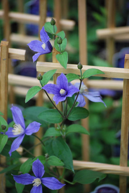Perennial Farm Clematis 'Arabella' Hybrid – Live Flowering Vine in 4 Quart Container, Violet-Blue Bell-Shaped Blooms, Long Blooming, Non-Clinging Climber, Ideal for Trellises, Arches & Containers