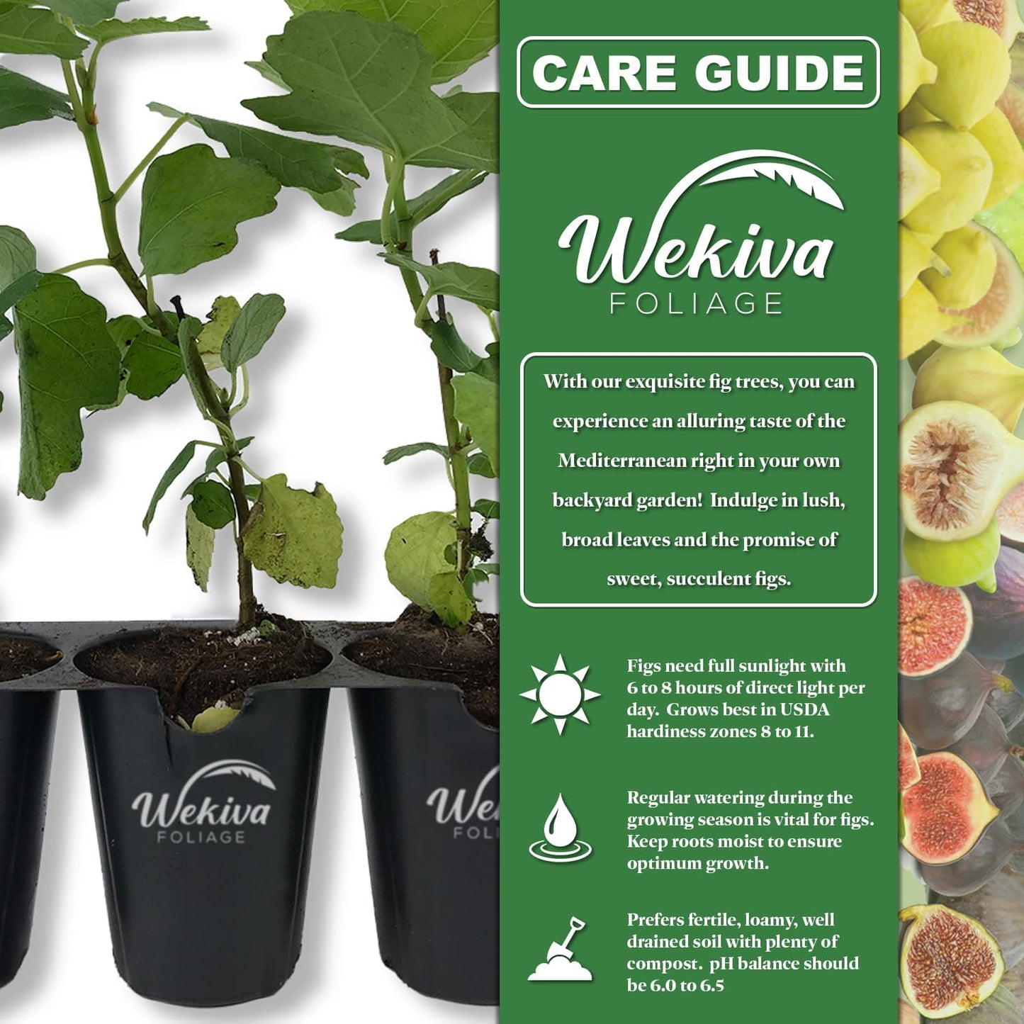 Fig Tree Variety Multipack - 4 Live Starter Plants - Ficus Carica - Grower's Choice Based on Health Beauty and Availability