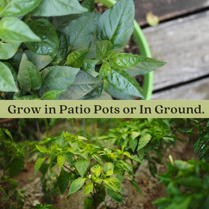 Clovers Garden Serrano Pepper Plants– Two (2) Live Plants – Non-GMO - Not Seeds - Each 4" to 8" Tall – in 4" Inch Pots – 20K SHU, Small Fruits