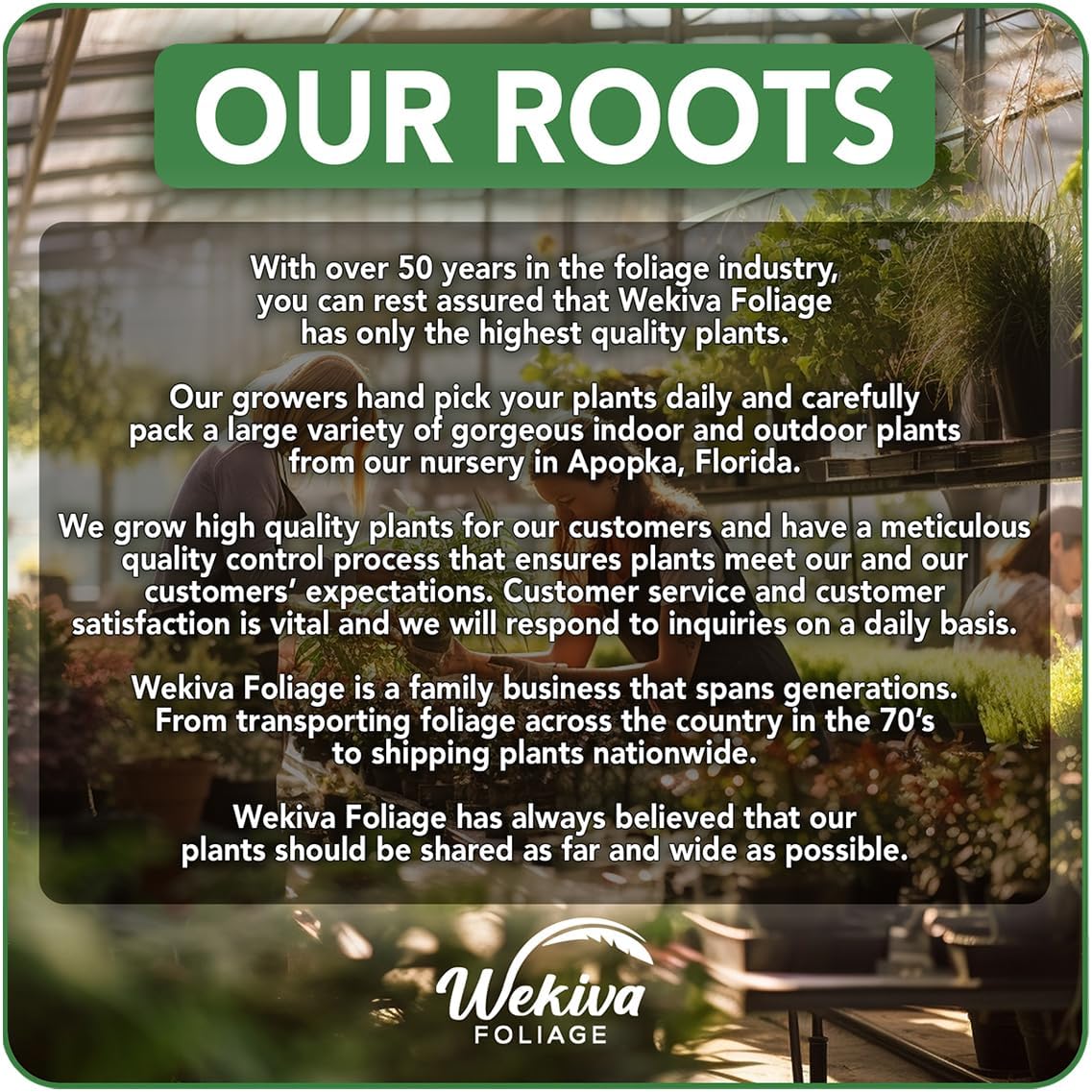 Kadota Fig Tree - 4 Live Starter Plants - Ficus Carica - Edible Fruit Tree for The Patio and Garden