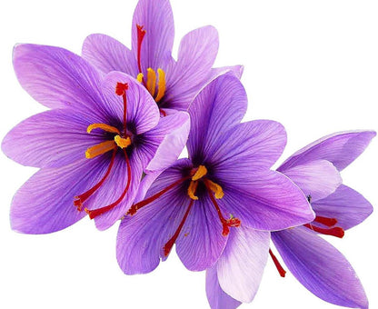 20 Saffron Sativus Crocus Corms - Premium Quality Saffron Bulbs for Planting with Comprehensive Growing Instructions