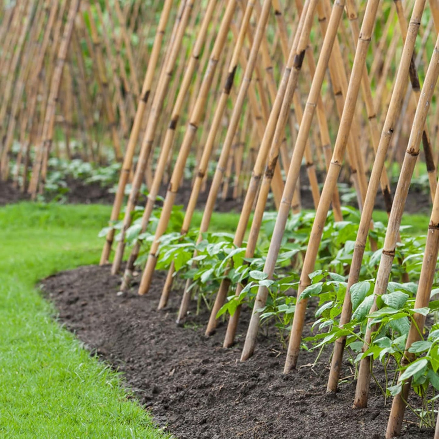 Bamboo Stakes 8 Feet, Diameter of 1 Inch Thicker Garden Stakes, Natural Plant Stakes for Tomatoes, Cucumbers, Grape Vine Climbing Plants Support and Natural Decoration - 10 Pack Bamboo Poles