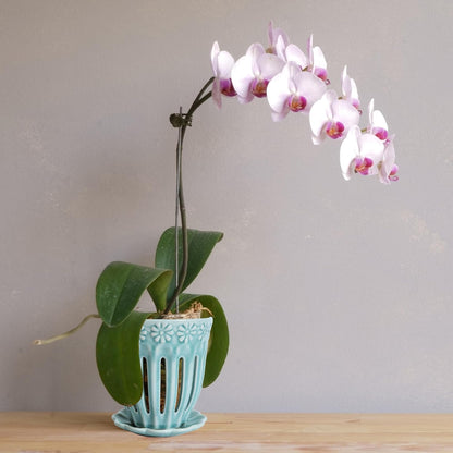 5" Ceramic Orchid Pot with Saucer: Ceramic Orchid Planter for Repotting - Plant Flower Pots for Orchid Indoor Outdoor - Orchid Pots with Holes - Orchid Container with Drainage Holes and Tray