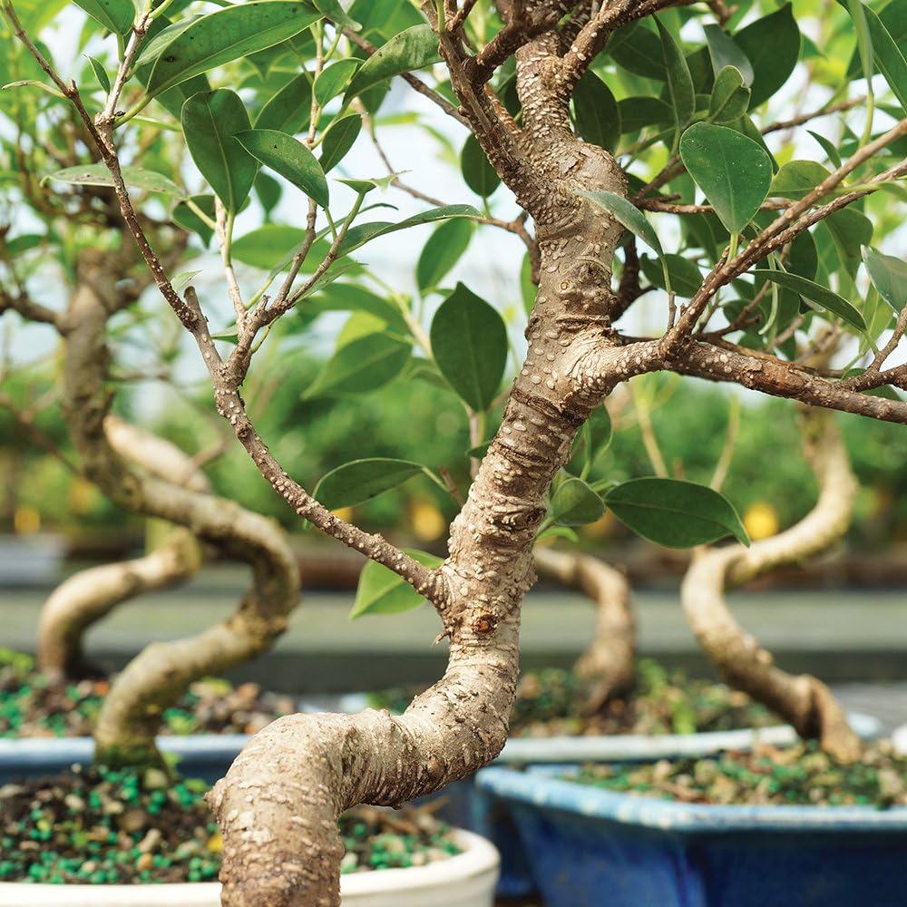 Brussel's Bonsai Live Golden Gate Ficus Indoor Bonsai Tree - Medium, 7 Years, 8 to 16 In - Live Bonsai Tree in Ceramic Bonsai Pot and Humidity Tray
