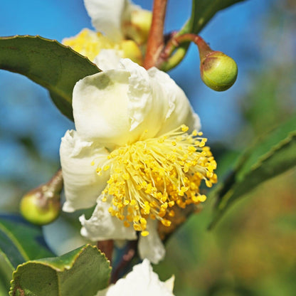 Camellia Sinensis Plants Live, Set 3 Plants, Live Tea Plant Tree from 5 to 7 Inches Tall