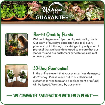 Brown Turkey Fig Tree - 4 Live Starter Plants - Ficus Carica - Edible Fruit Tree for The Patio and Garden