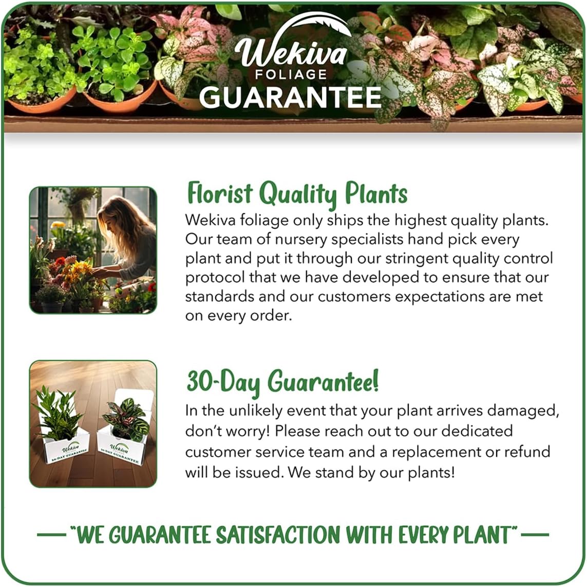 Pineapple Plant Variety Pack - 4 Live Starter Plants - Ananas Comosus - Grower's Choice - Edible and Fruit Bearing for Patio and Garden
