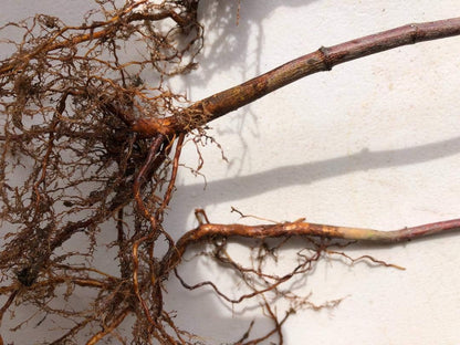 Japanese Red Maple Live Plants Shipped 1-2 Foot Tall