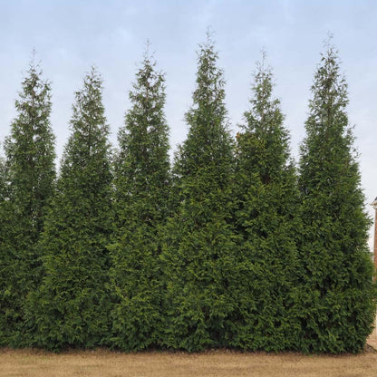 Brighter Blooms - Junior Giant Thuja Tree, 3-4 ft. - No Shipping to AZ