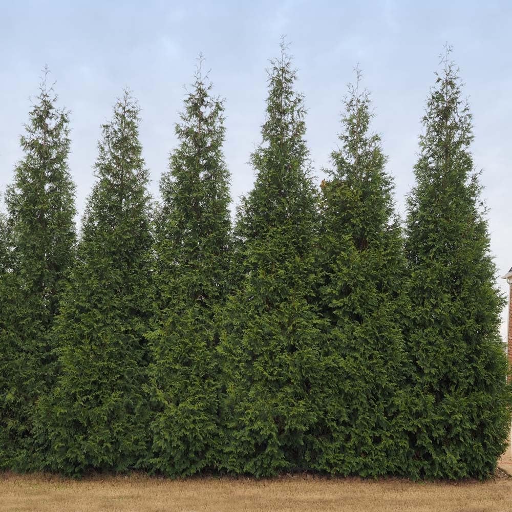 Brighter Blooms - Junior Giant Thuja Tree, 2-3 ft. - No Shipping to AZ
