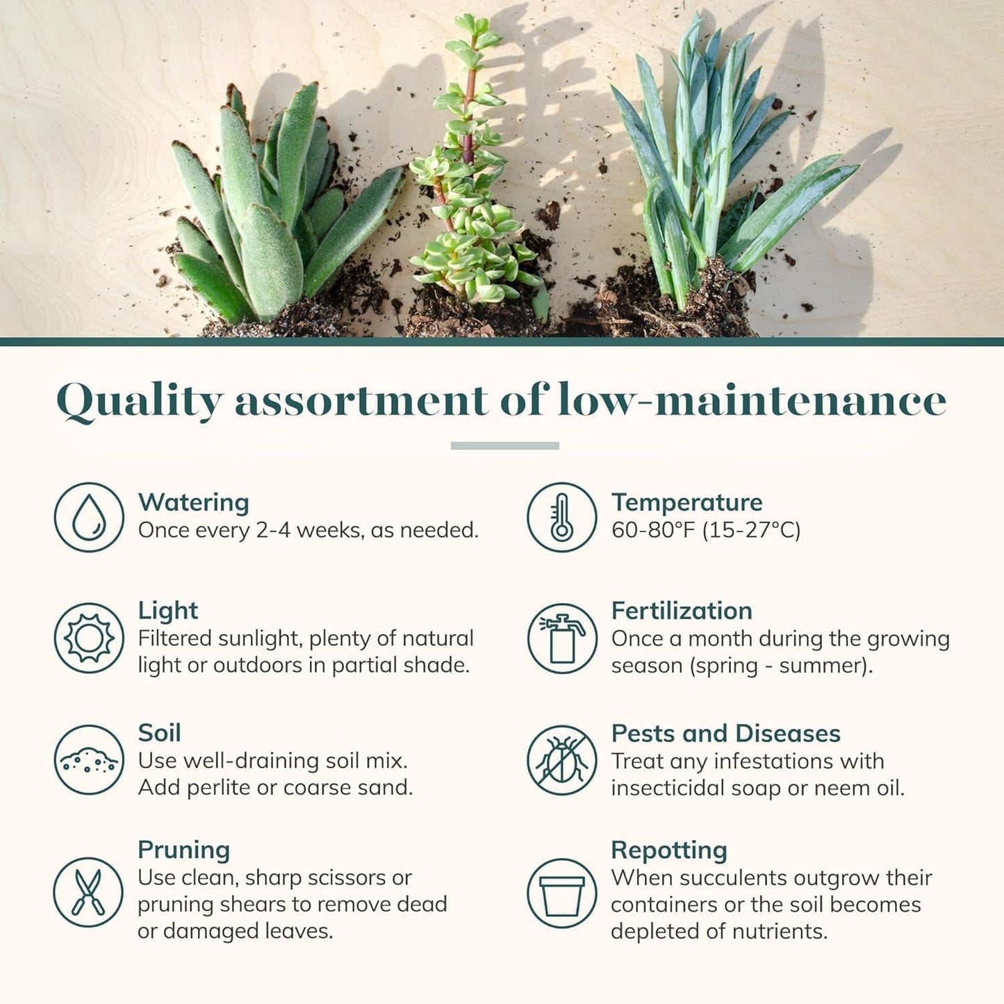 Shop Succulents Assorted Succulent Plant Pack Collection - Live Mini Succulent Plants, Low Maintenance, Mixture of Colors & Textures - Wedding and Party Favors, Gift & Garden, Pack of 6