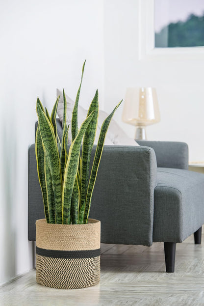 Dahey Jute Rope Plant Basket Modern Woven Storage Basket for 10.5" Indoor Planter, Decorative Flower Pots Cover Laundry Bin with Handle Rustic Home Decor, Black
